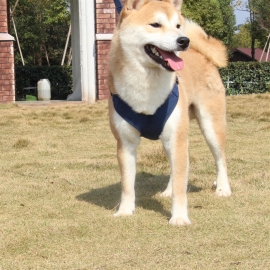 Reflective suede vest strap