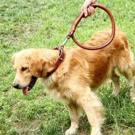Pu leather round rope leash with small medium and large dog golden fur teddy