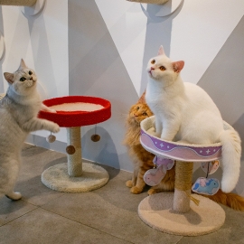 Cat climbing rack cat supplies multifunctional jumping platform cat scratching board cat tree